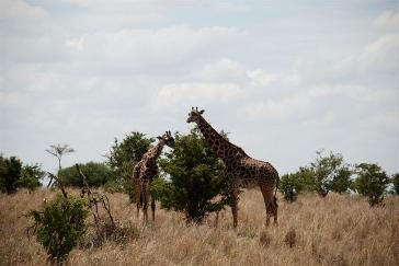Serengeti Nacionlais parks